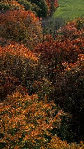 High angle view of a vast autumn forest ablaze with a spectacular array of golden orange and fiery red foliage. Patches of green trees and grass highlight the seasonal transition and natural beauty...
