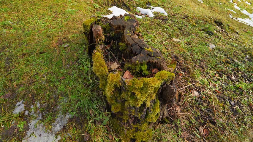 Hollow tree stump covered in vivid moss on a grassy slope with traces of melting snow, showing natural decay, spring thaw, and rich outdoor texture.