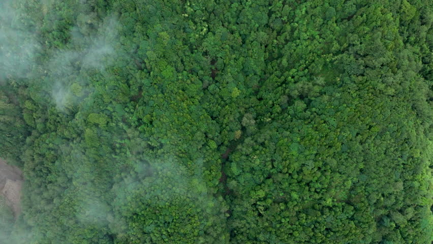 Aerial view of fog and dark green forest Rich natural ecosystem, rainforest in Alishan Mountain, Taiwan.