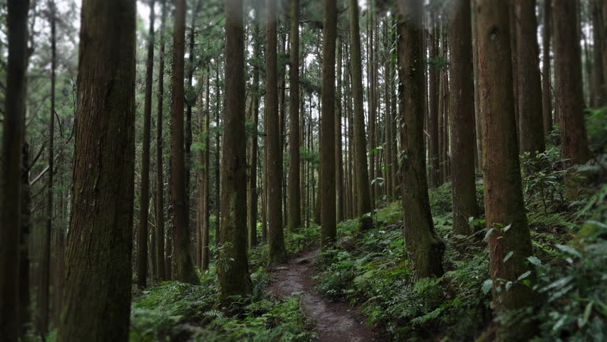 Walking forest trail in Alishan Mountain, Taiwan.
