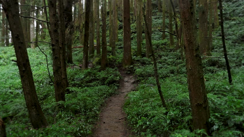 Walking forest trail in Alishan Mountain, Taiwan.
