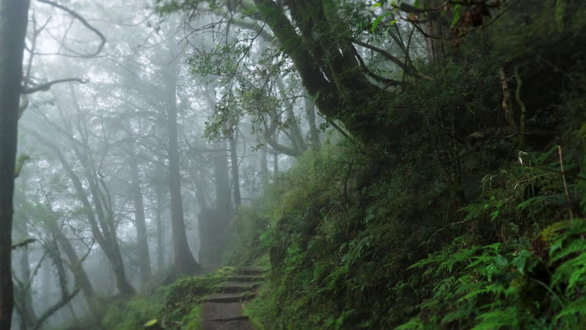 Walking forest trail in Alishan Mountain, Taiwan.