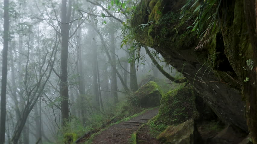Walking forest trail in Alishan Mountain, Taiwan.