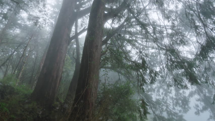 Walking forest trail in Alishan Mountain, Taiwan.