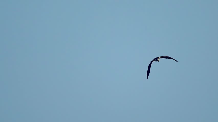 Osprey in flight above freshwater ecosystem highlighting expert fishing adaptation