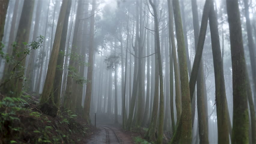 Scenic view of trees in forest during fog at Alishan mountain,Taiwan.