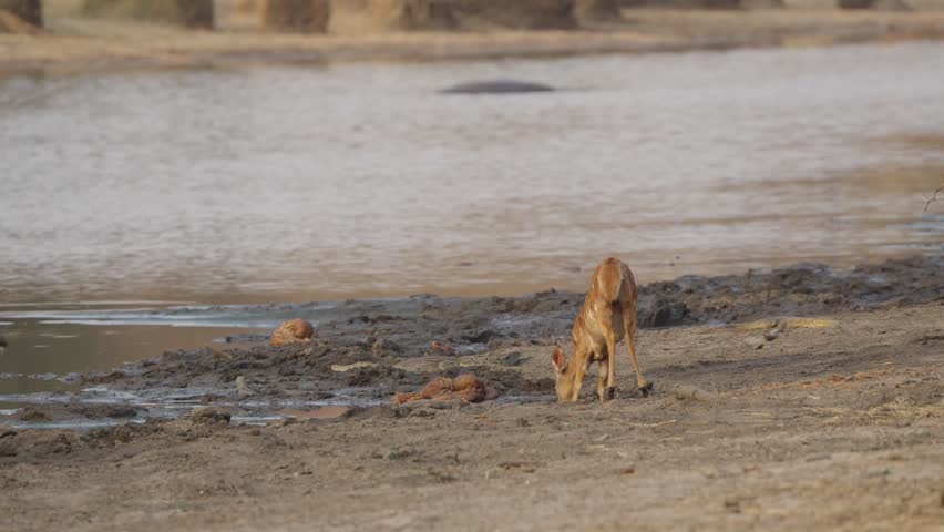 Female nyala drinks at a muddy riverbank as a Nile crocodile lurks nearby in Kruger National Park, South Africa. Slow motion wildlife tension at waterhole.