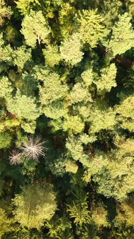 Aerial view of Hulzenberg lookout tower surrounded by forest in the Netherlands