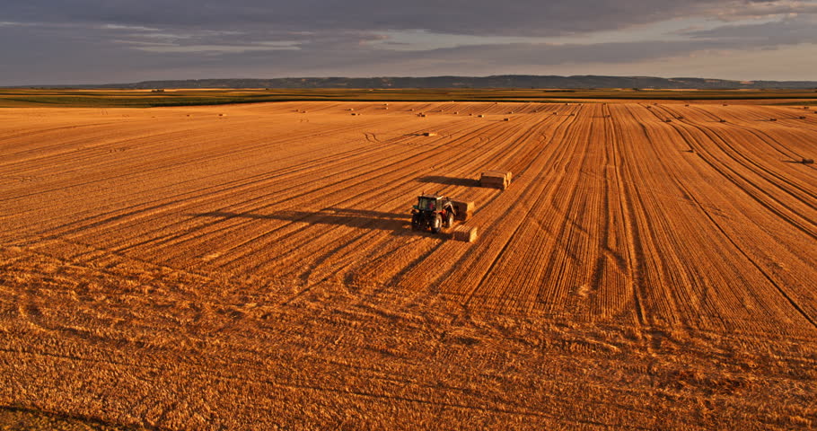 Farming tractor collecting rectangular hay bales from a vast golden wheat field during sunset