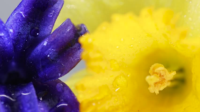 Bright blue and yellow flowers are shown with water droplets on their petals. The image captures details of the flowers in a garden on a sunny day. Close-up of colorful flowers with water droplets in a garden setting during the daytime