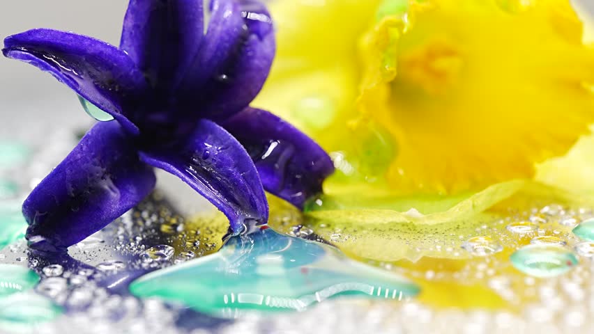 Bright colors reveal two flowers resting on water. One flower is yellow and the other is purple. Water droplets sparkle around them in a clear space. Clear water with flowers and drops on a surface at close range in a bright setting