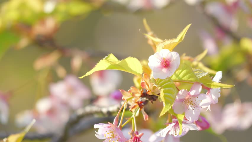 Cherry Blossom Background with Pink Flowers and Clear Sky
