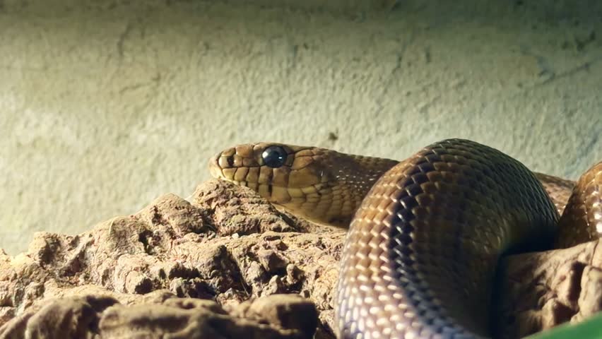 Ladder snake (Zamenis scalaris) resting on rock in terrarium, showing head profile, scale texture and dorsal markings under warm light, static close-up shot.