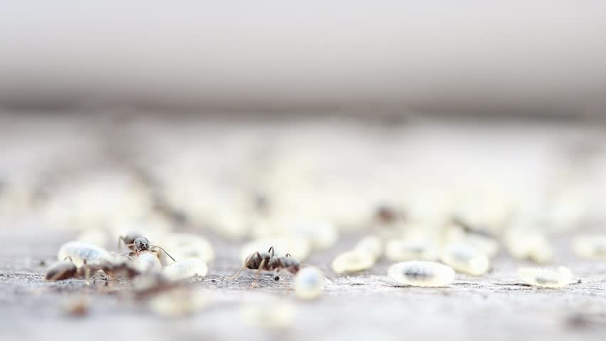 Extreme Close-up of Ants Tending to Eggs and Pupae