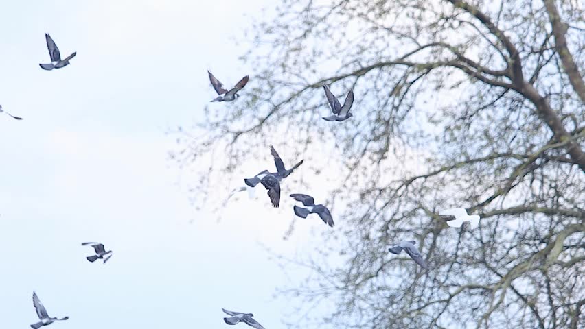 Group of Pigeons Circling in the Sky Near Large Tree