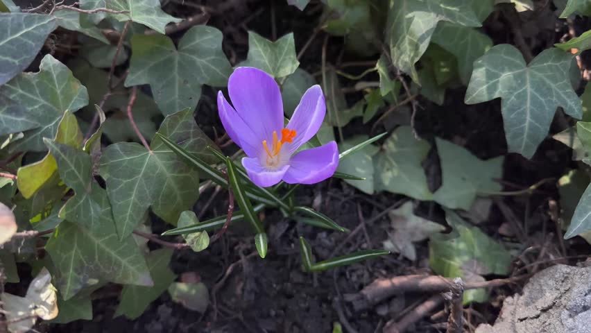 Group of purple crocus flowers blooming in garden bed