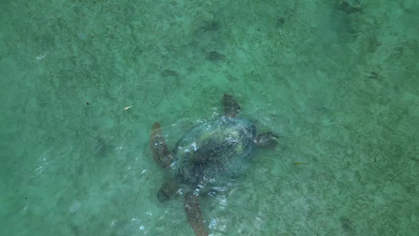 Ocean water showing a sea turtle swimming near the shore and accumulating plastic waste, highlighting environmental pollution impact. Amazing aerial view ascending raise up drone