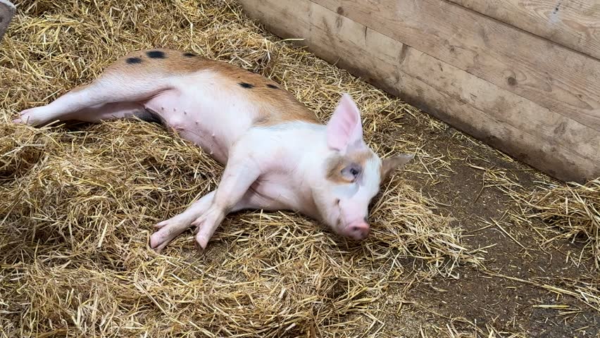 A cute spotted piglet peacefully naps in a bed of hay within a rustic barn. It slowly stirs awake, looking around its comfortable farm environment in France.