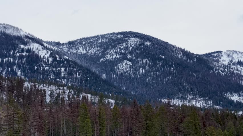 Snow covered mountain slopes rise above a dense coniferous forest under an overcast sky in Montana.