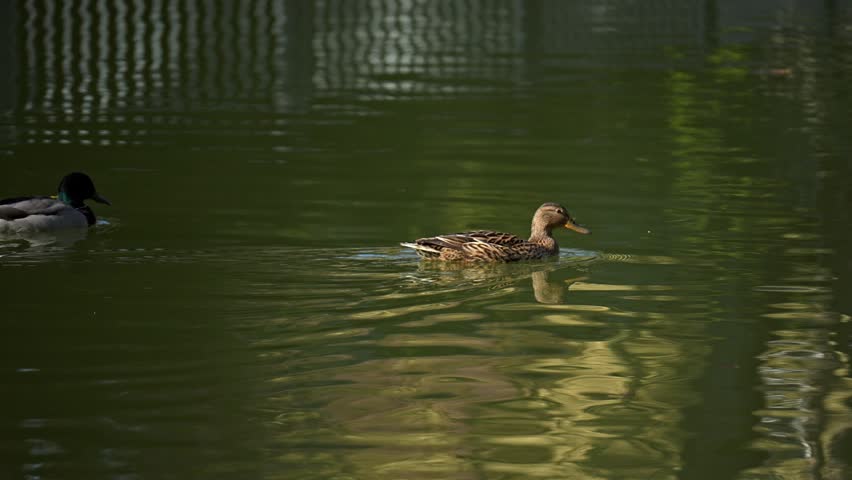 Two beautiful mallard ducks peacefully swimming together on the calm water of a lake