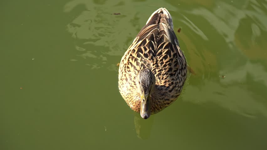 Two beautiful mallard ducks peacefully swimming together on the calm water of a lake