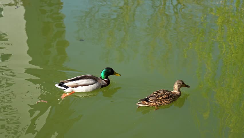 Two beautiful mallard ducks peacefully swimming together on the calm water of a lake