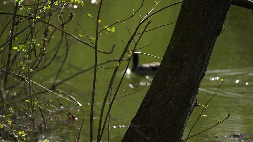 Two beautiful mallard ducks peacefully swimming together on the calm water of a lake