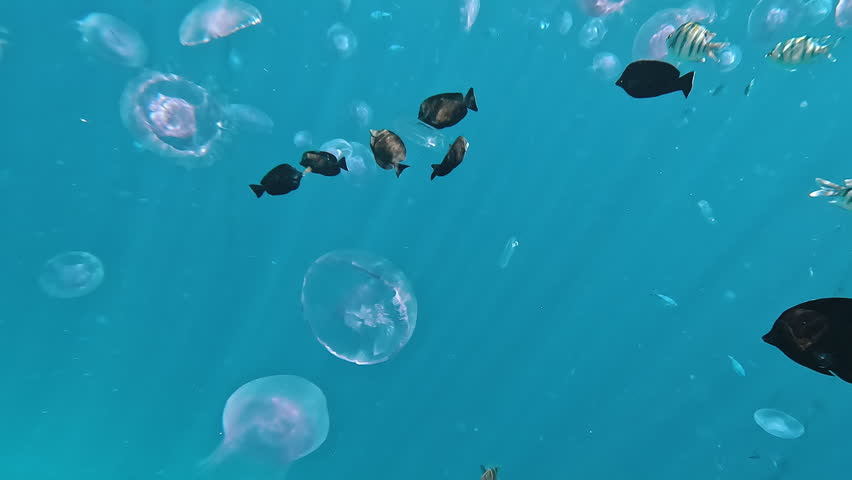 Fish swimming among many pink jellyfish in Red sea. Underwater life, snorkeling.