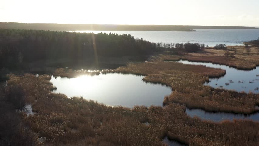 Aerial view of a tranquil lake surrounded by golden reeds and a dark forest during a bright golden sunset.