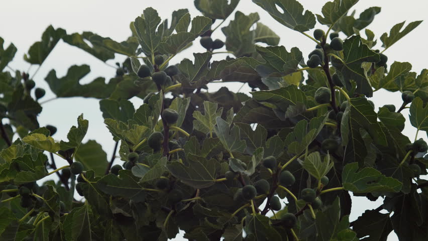 Leaves of the fig tree fill the view with clusters of unripe figs growing under sunlight in a garden during the afternoon.