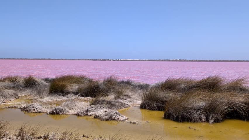 A pink lake in Western Australia lies under a clear blue sky with patches of grass and wet soil along the shore