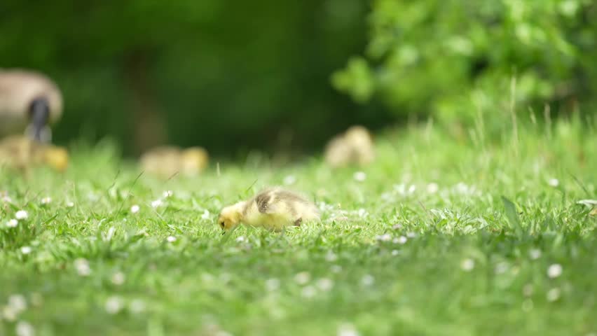 A tiny Canada goose gosling forages in grass and tiny spring flowers