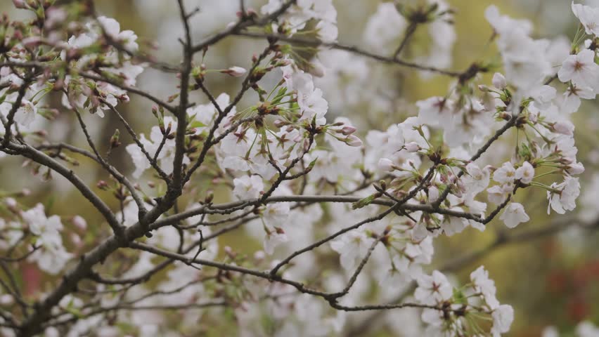 View of Beautiful Cherry Blossoms