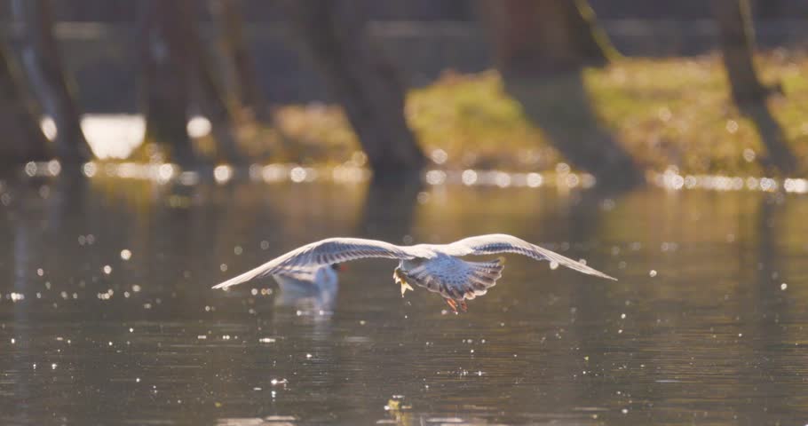 Seagull flies over a lake and lands on its surface at sunset, slow motion