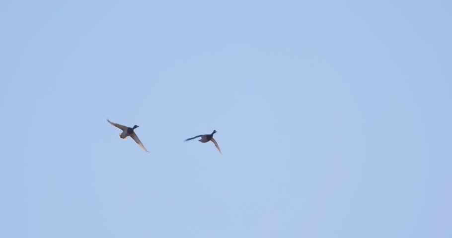 Slow motion shot of mallard ducks flying through the clear blue sky