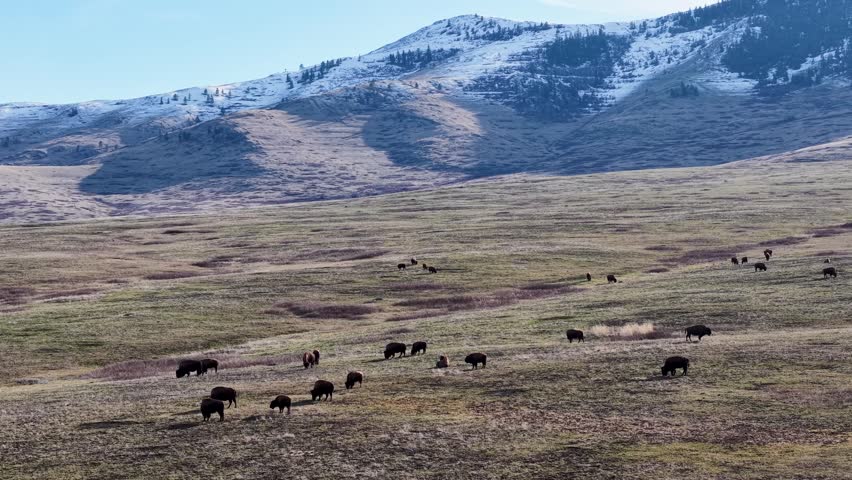 Drone shot of a herd of bison grazing on an open grassy plain below snow capped mountains under a clear sky