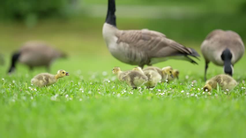 Tiny Canada goose goslings interacting in grass and spring flowers