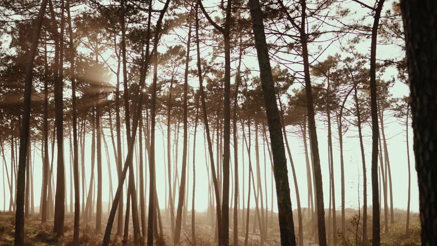 Sunlight shining through tall pine trees in forest creating visible light rays between trunks and branches
