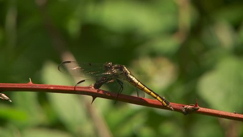 A female Slaty Skimmer (Libellula incesta) dragonfly clings to vegetation in spring.