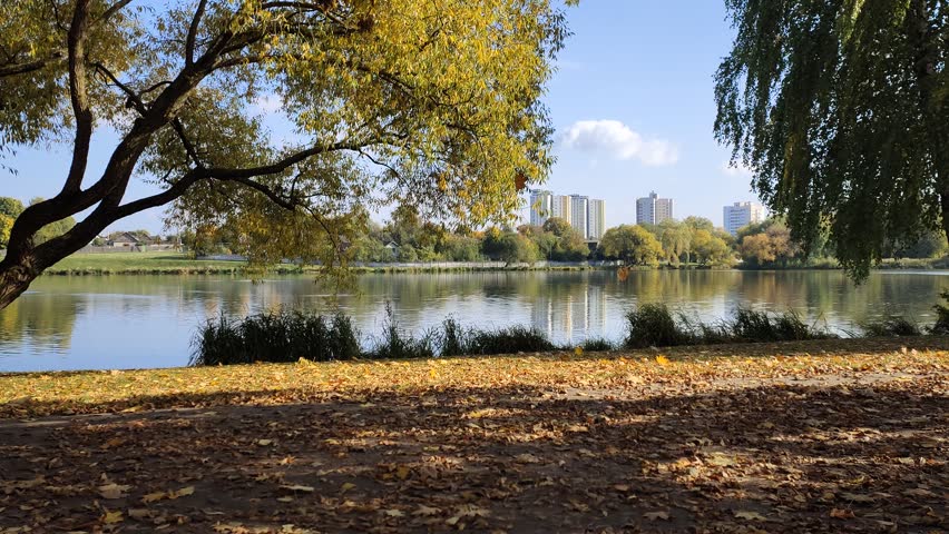Birches and willows with yellowed foliage grow on the grassy shore of the lake next to an asphalt pedestrian path strewn with fallen leaves. There are buildings on the far shore. Sunny autumn weather, leaf fall and blue sky