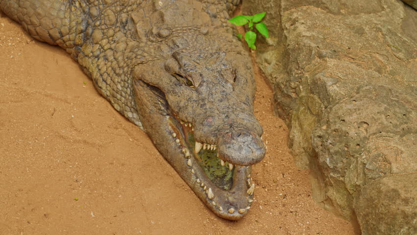 Crocodile with open mouth lying near water 