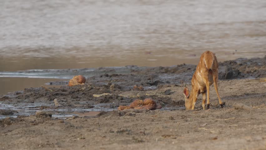 Female nyala stands alert near a Nile crocodile on a muddy riverbank in Kruger National Park, South Africa. Wildlife tension at waterhole in natural habitat.