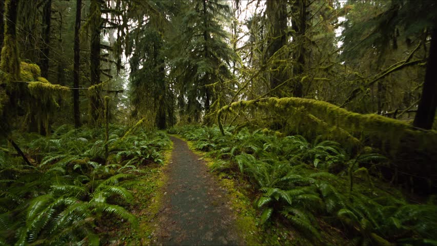 This 4K video shows a hiking trail in the Hoh Rain Forest within Olympic National Park, Washington. The visual documents the Hall of Mosses area, featuring Sitka spruce and western hemlock. The composition illustrates epiphytic club moss and ferns within an old-growth ecosystem, documenting Pacific Northwest temperate rainforest biology for nature and editorial media.