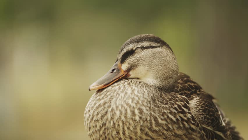 Close up of a female Mallard duck closing its eyes