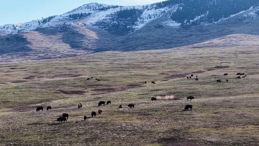 A herd of bison grazes on a sprawling grassy valley beneath snowcapped mountains near Whitefish Montana captured by drone.