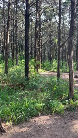 Parallel Forest inside the Wichita Mountains Wildlife Refuge