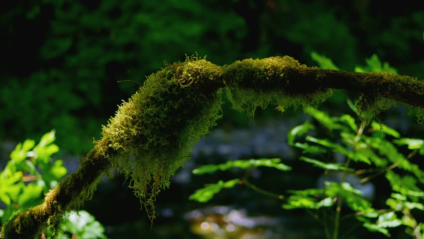 This 4K video shows a close-up of a tree branch in a temperate rainforest, likely within Olympic National Park. The visual documents epiphytic moss growth and foliage in a shaded environment. The composition illustrates light filtration through the upper canopy, documenting Pacific Northwest forest ecology and botanical textures for nature and editorial media.