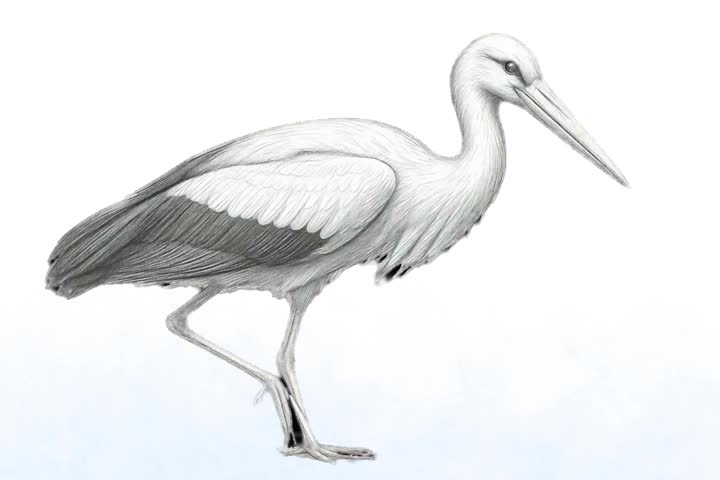 Earthbound Shadows Sketch Herons Hunting with Silent Precision.