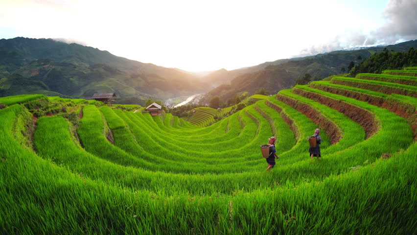 Hmong ethnic minority women walking on rice terraces in Mu Cang Chai, Yen Bai, Vietnam.