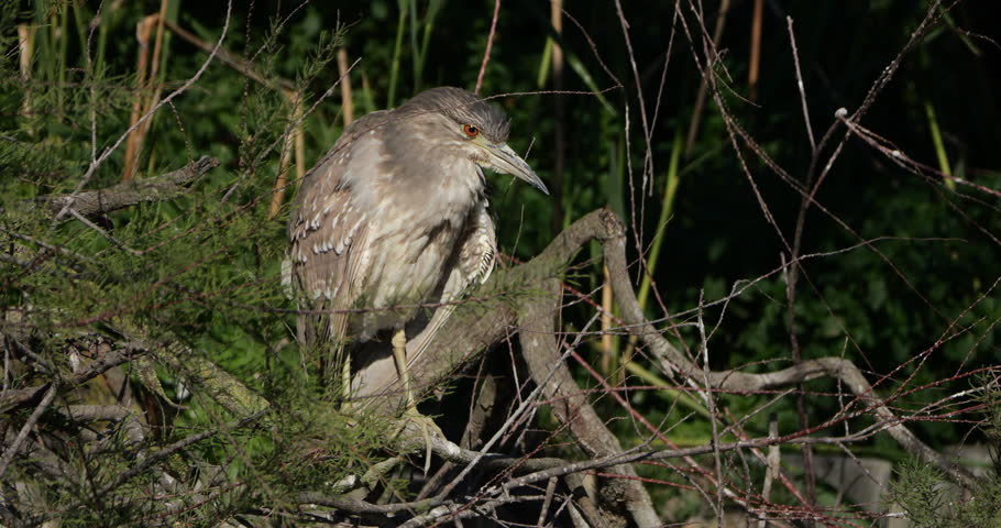 Juvenile Black-crowned night heron ,Nycticorax nycticorax , the Camargue, France